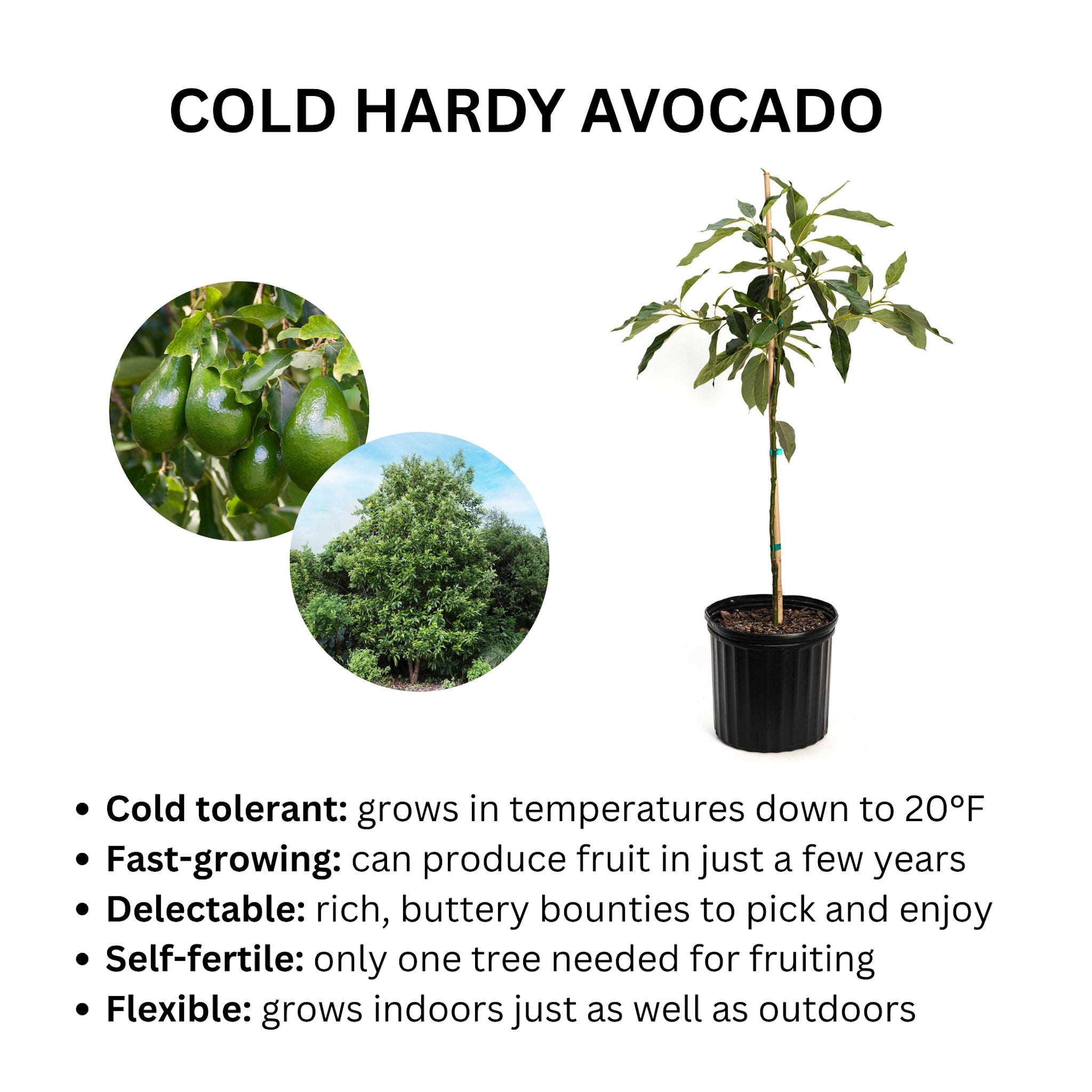 Cold Hardy Avocado Tree — Grafted Fruit Tree live plant