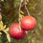 Cold Hardy Red Pomegranate live fruit plant