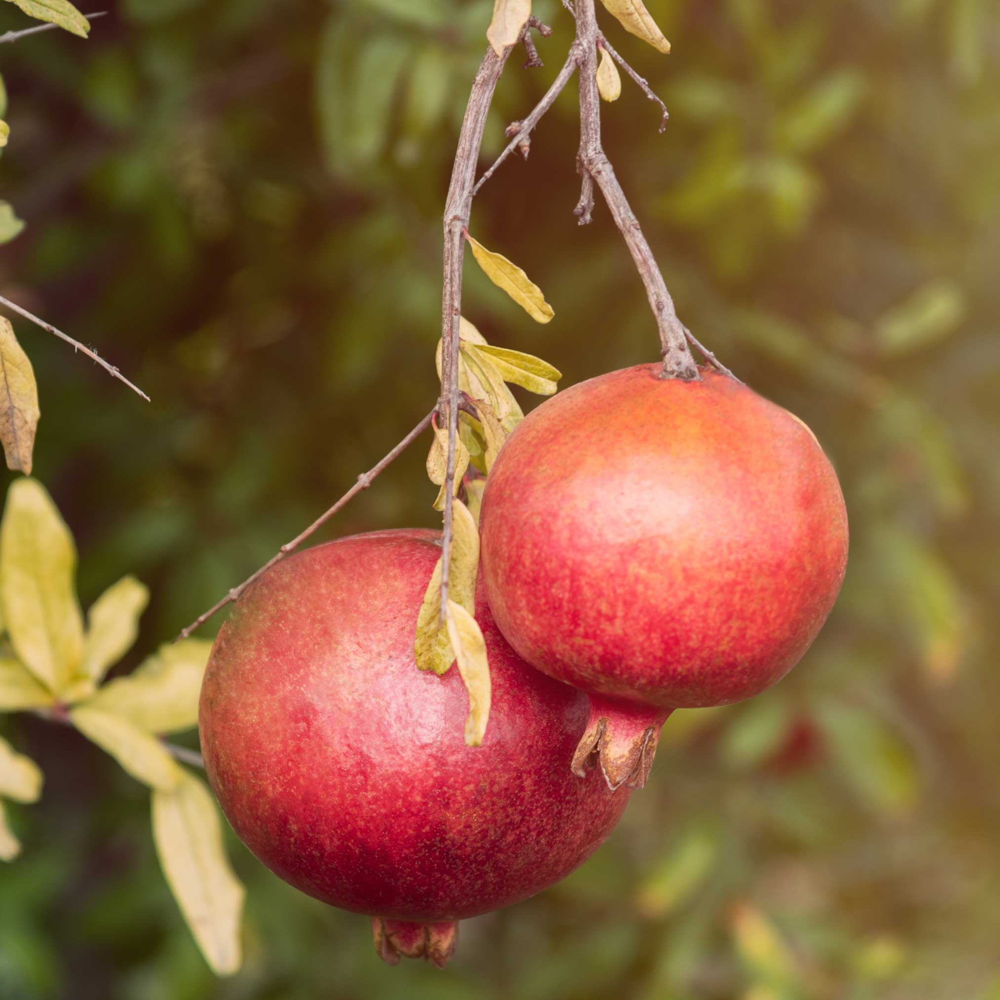Cold Hardy Red Pomegranate live fruit plant