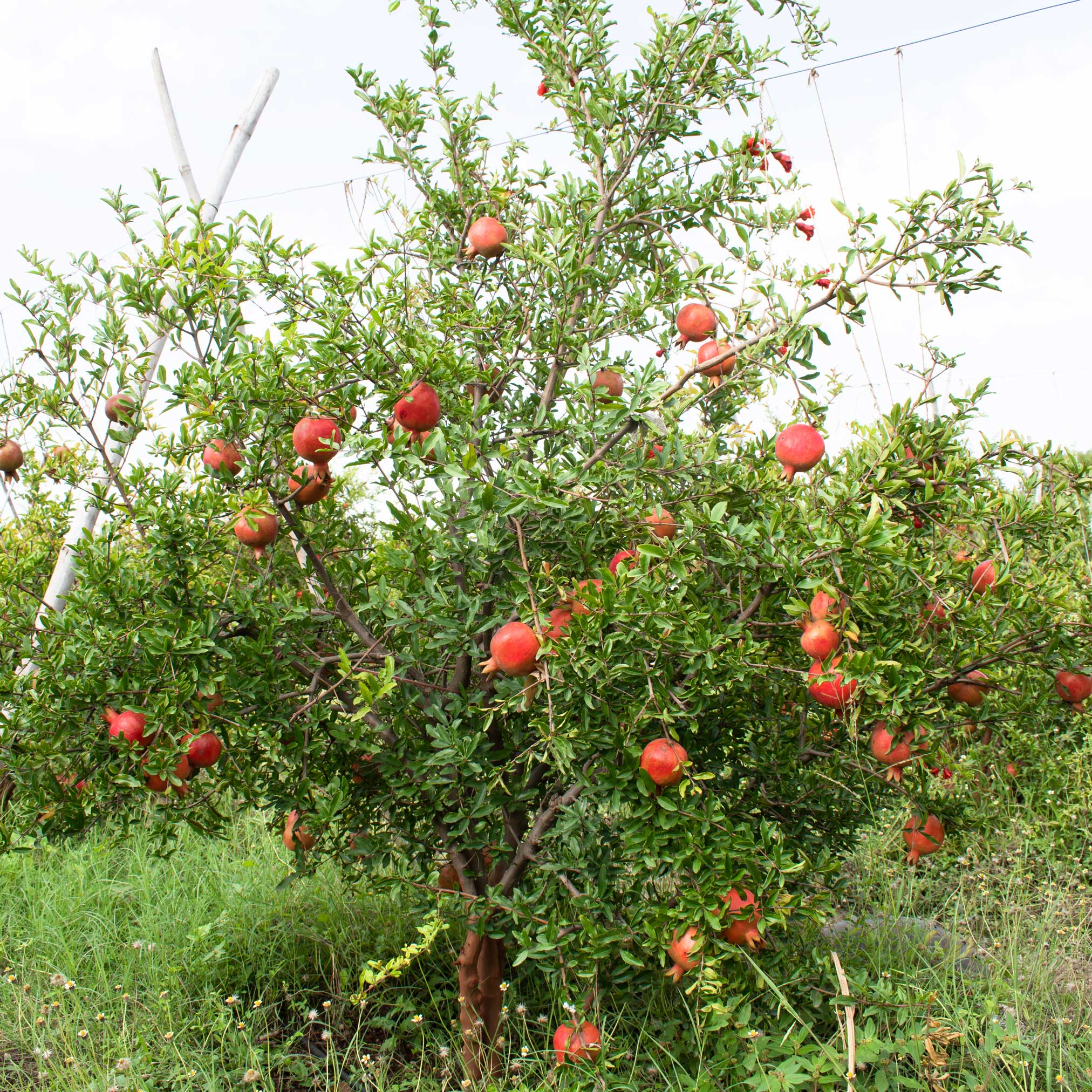 Cold Hardy Red Pomegranate live fruit plant
