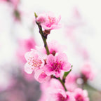 Contender Peach live fruit plant