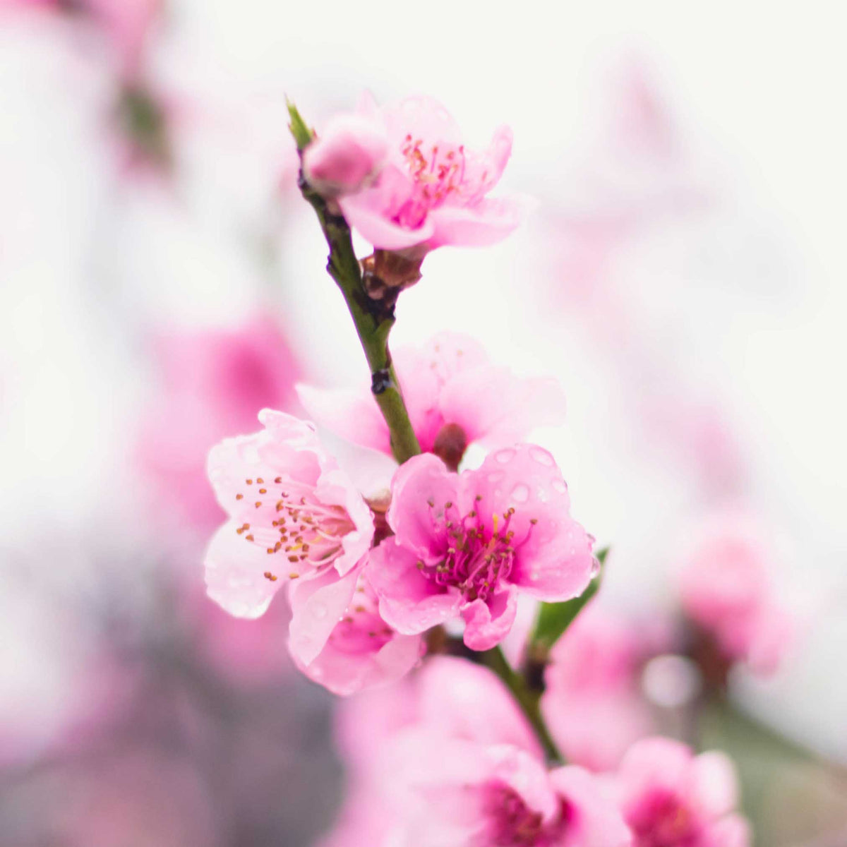 Contender Peach live fruit plant