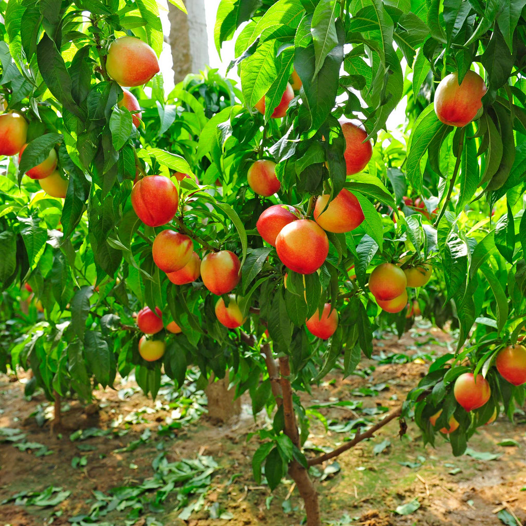 Contender Peach live fruit plant