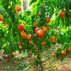 Contender Peach live fruit plant