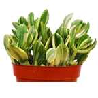 Crassula Ovata 'Variegated Jade' Succulent - 4" Pot