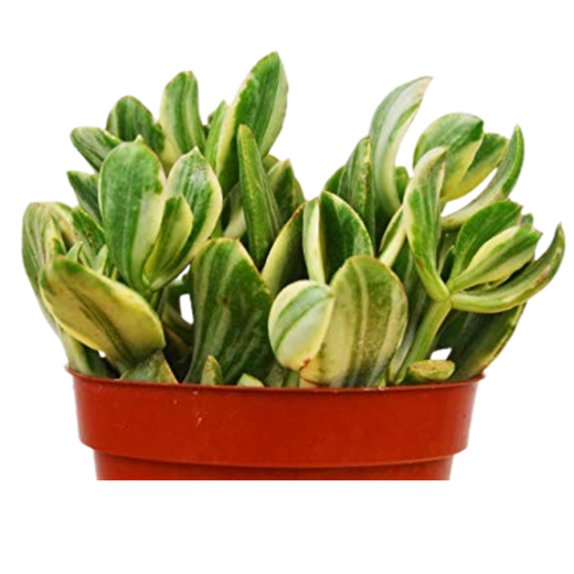 Crassula Ovata 'Variegated Jade' Succulent — 4-Inch Pot