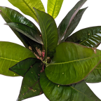 Croton 'Iceton'