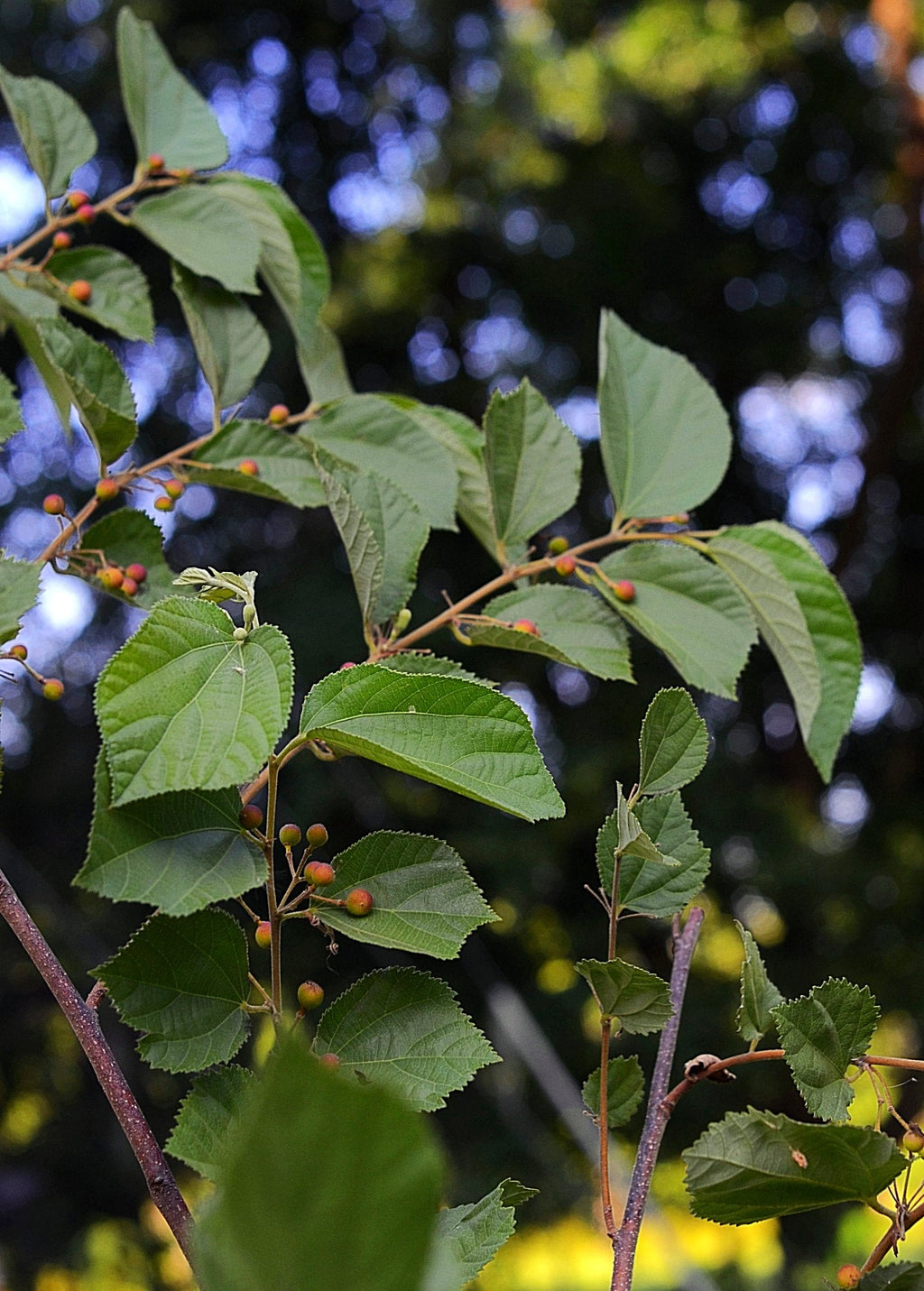 Sherbet Berry Plant — Phalsa