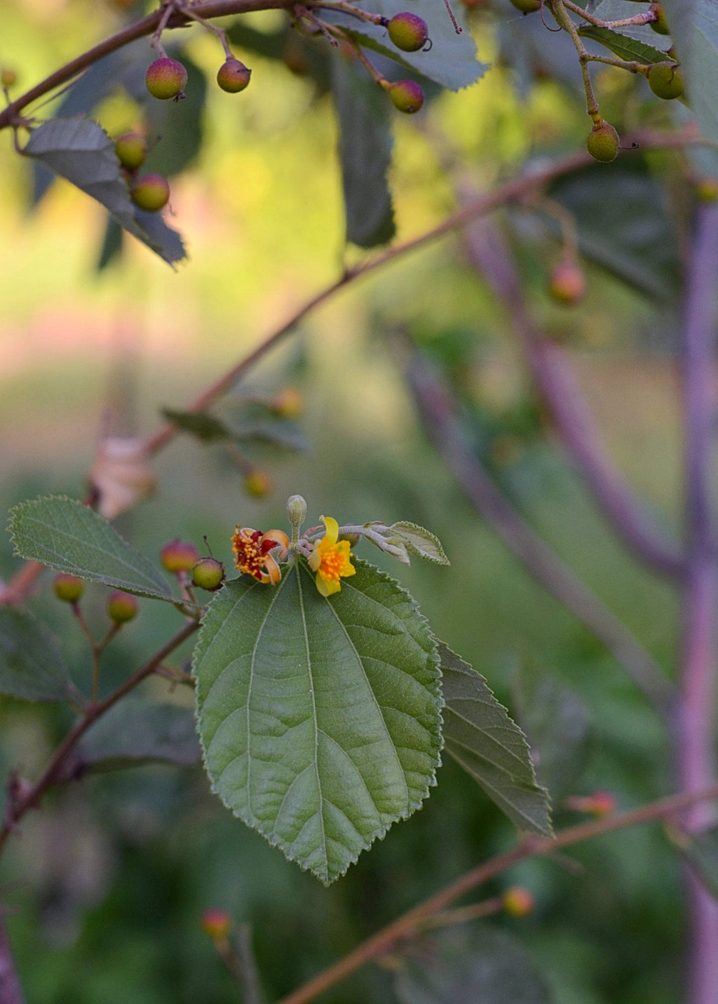 Sherbet Berry Plant — Phalsa