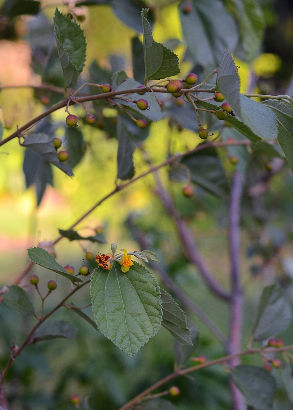 Sherbet Berry Plant — Phalsa