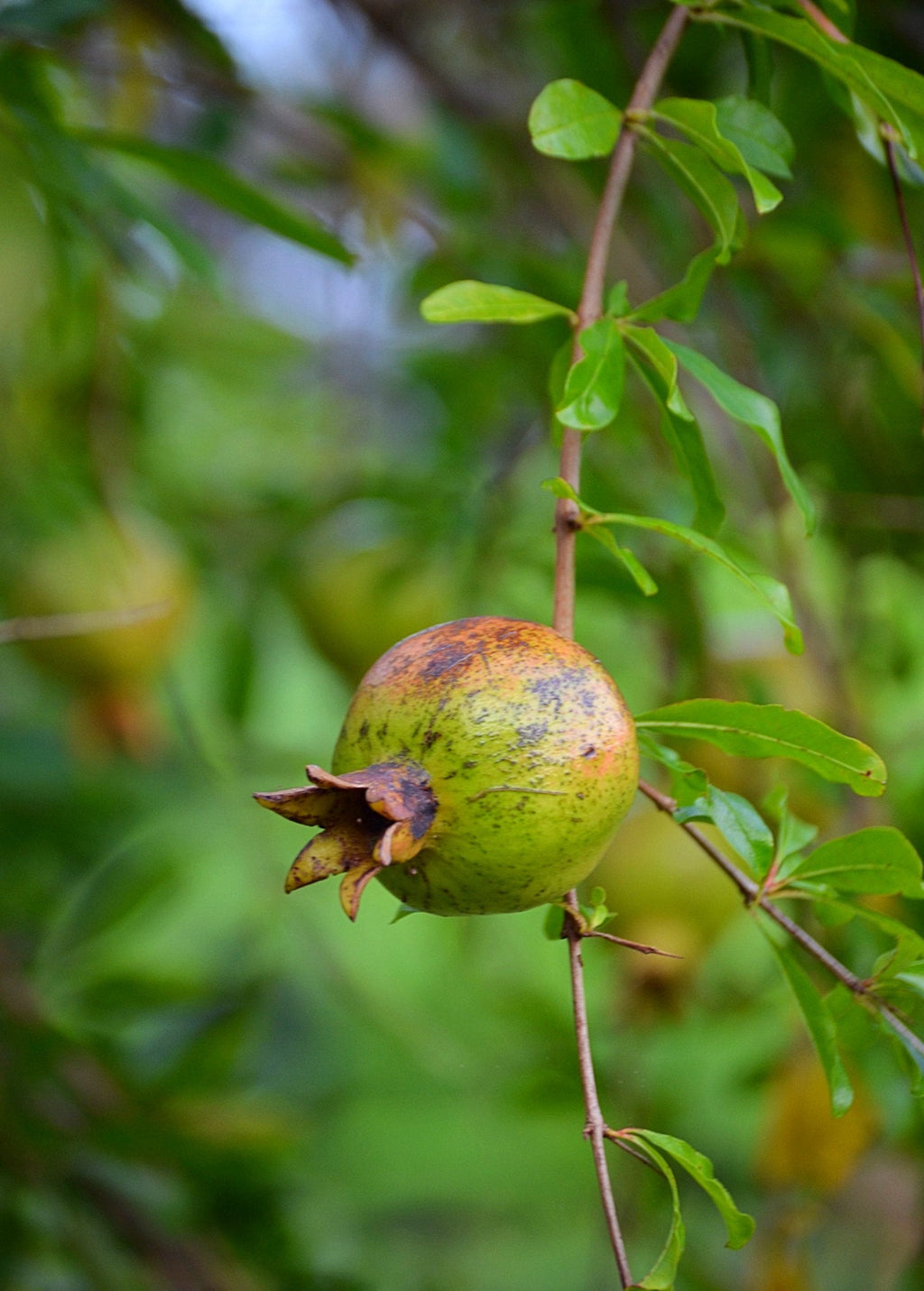 Vietnamese Pink Pomegranate Tree live plant - additional view 5