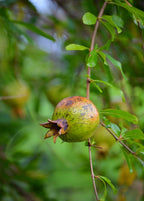 Vietnamese Pink Pomegranate Tree live plant - additional view 5