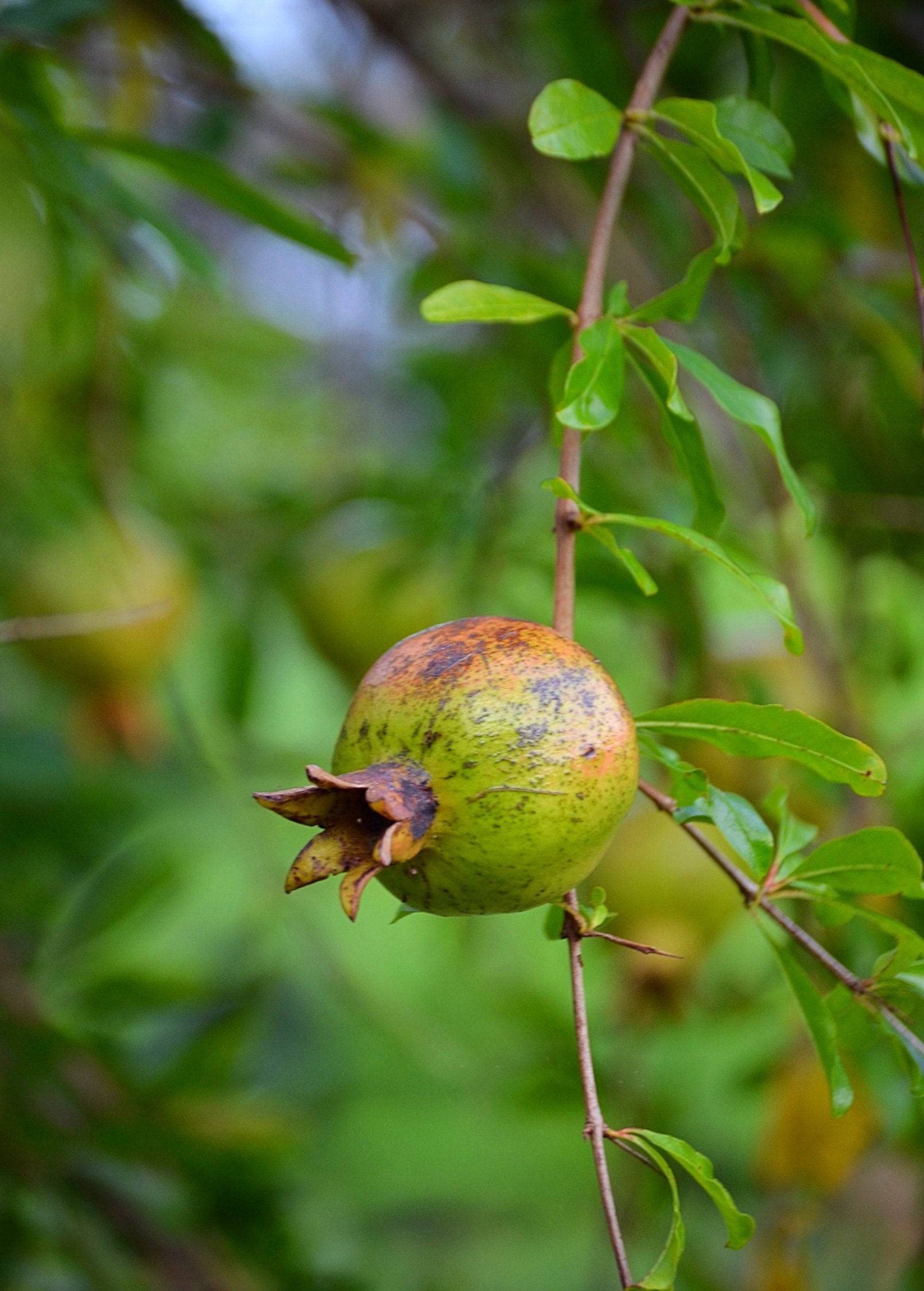 Vietnamese Pink Pomegranate Tree live plant - additional view 5