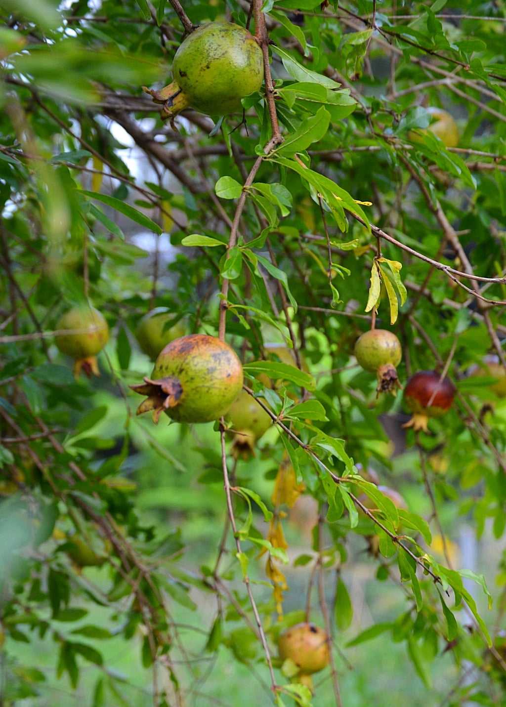 Vietnamese Pink Pomegranate Tree live plant - additional view 4