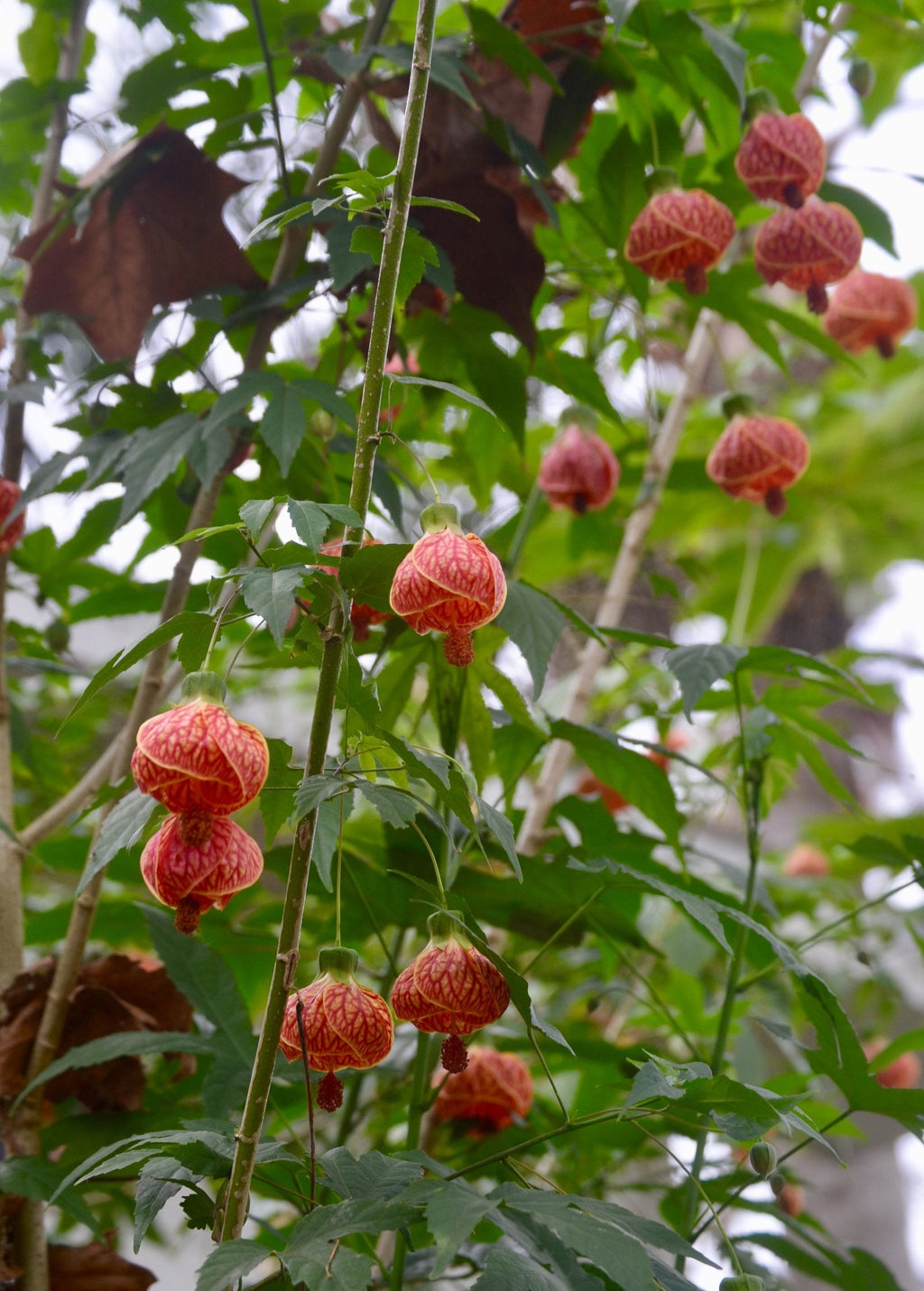 Flowering Maple — Abutilon pictum