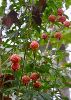Flowering Maple — Abutilon pictum