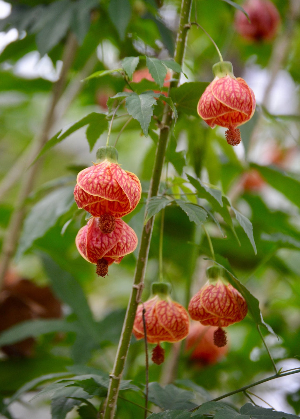 Flowering Maple — Abutilon pictum
