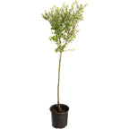 Tri-Color Dappled Willow Tree