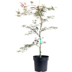 Inaba Shidare Japanese Maple