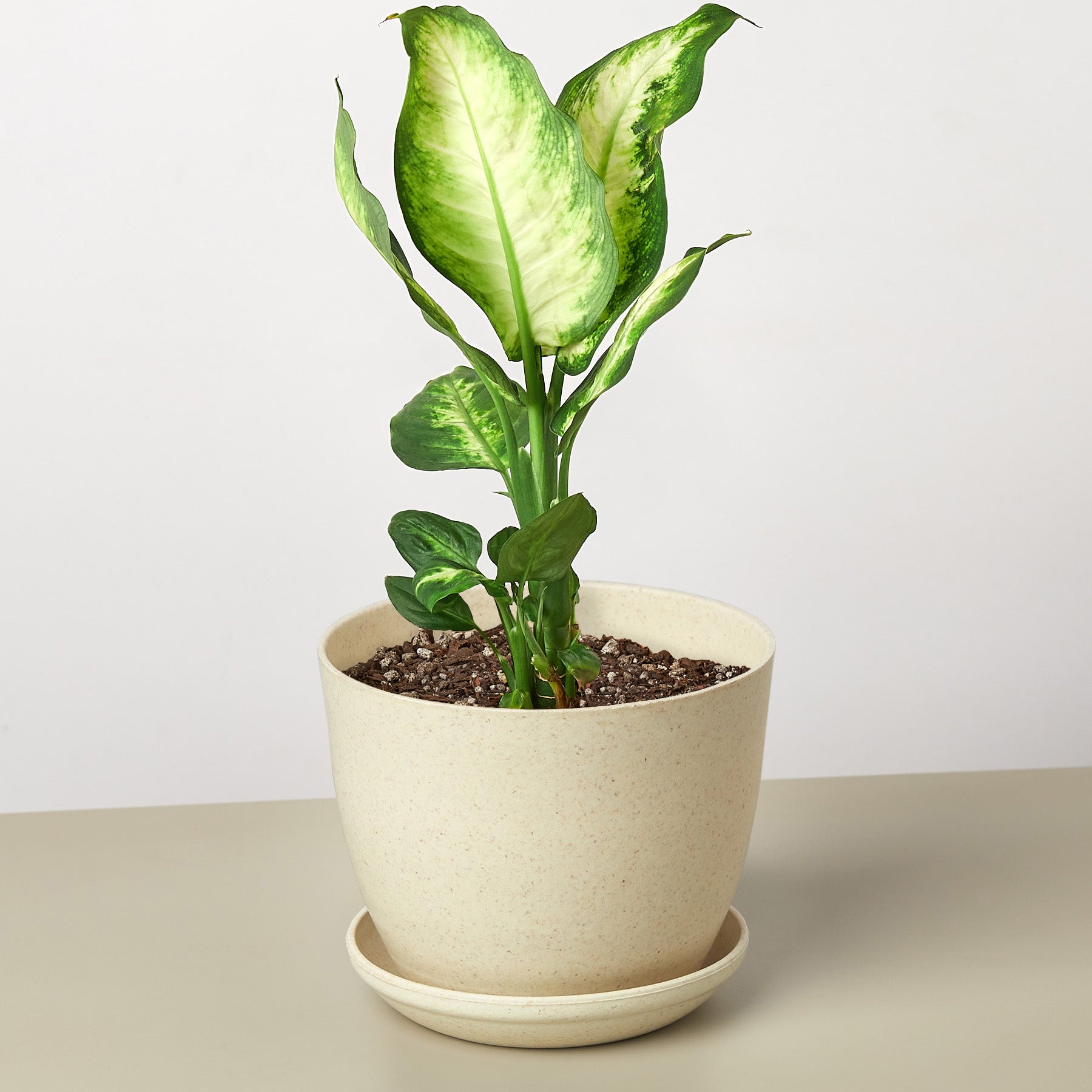 Camille Dieffenbachia — Bright Tropical Foliage live plant