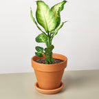 Camille Dieffenbachia — Bright Tropical Foliage live plant