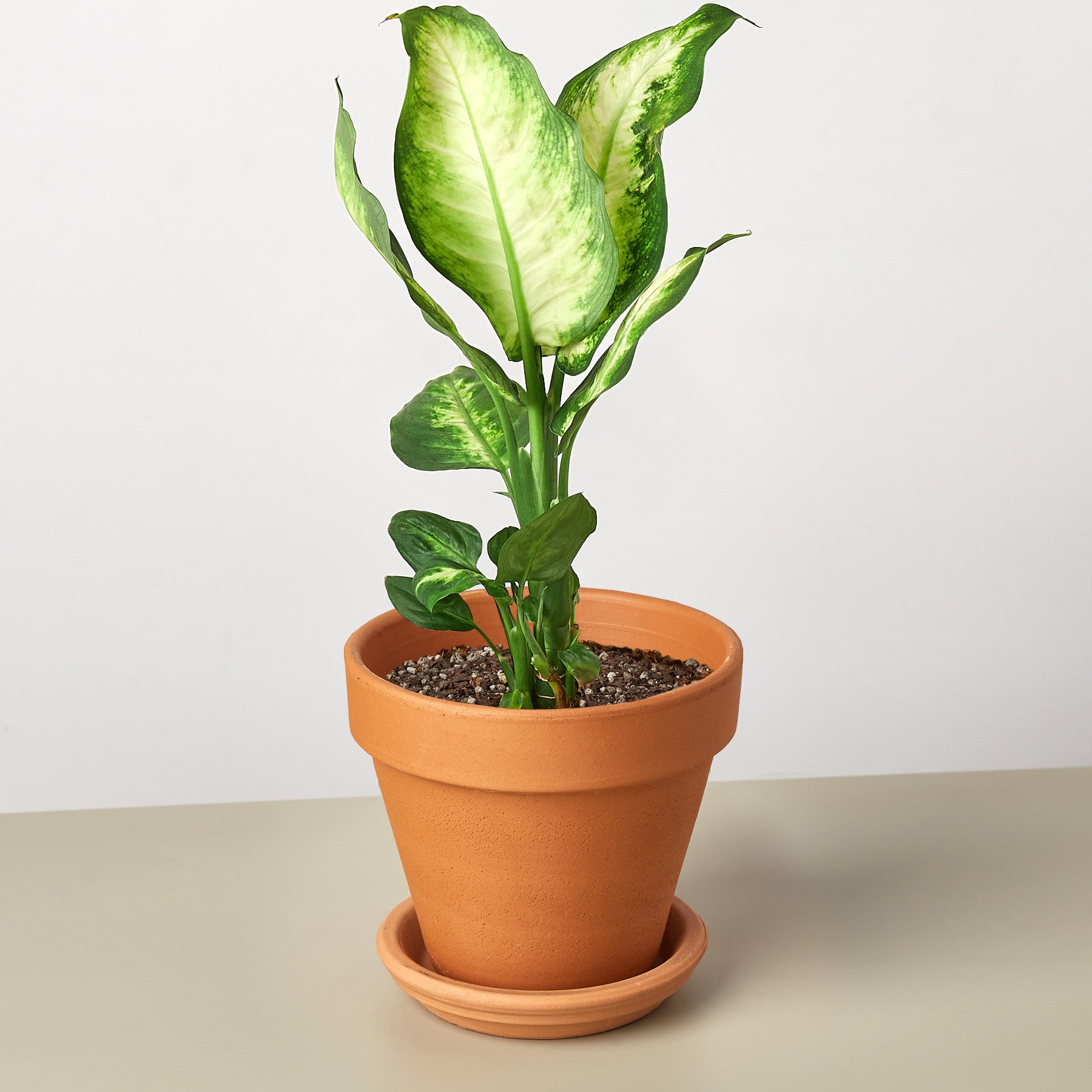 Camille Dieffenbachia — Bright Tropical Foliage live plant