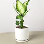 Camille Dieffenbachia — Bright Tropical Foliage live plant