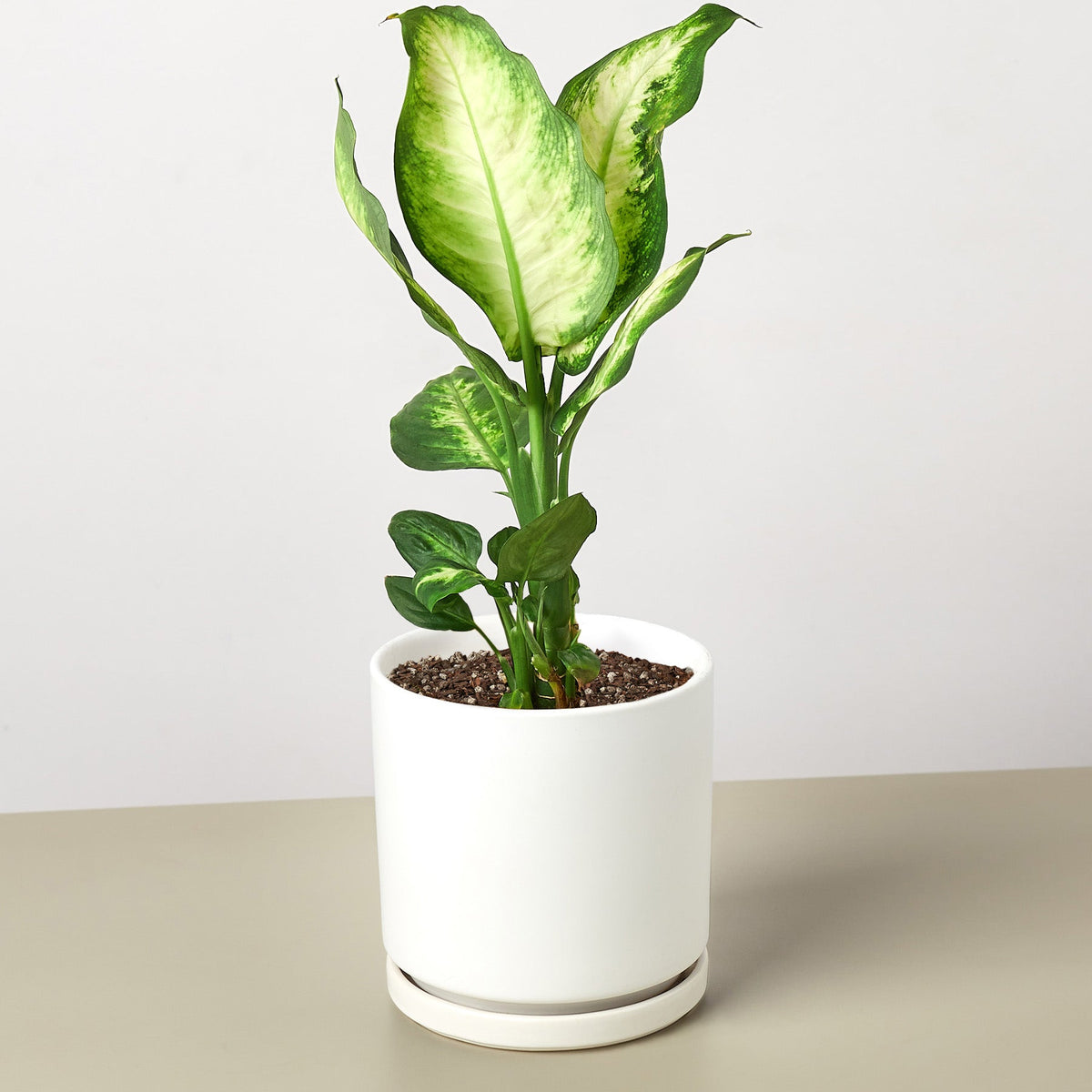 Camille Dieffenbachia — Bright Tropical Foliage live plant