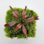 Venus flytrap (Dionaea muscipula) "Red Shark Teeth"