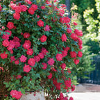 Double Knock Out® Rose