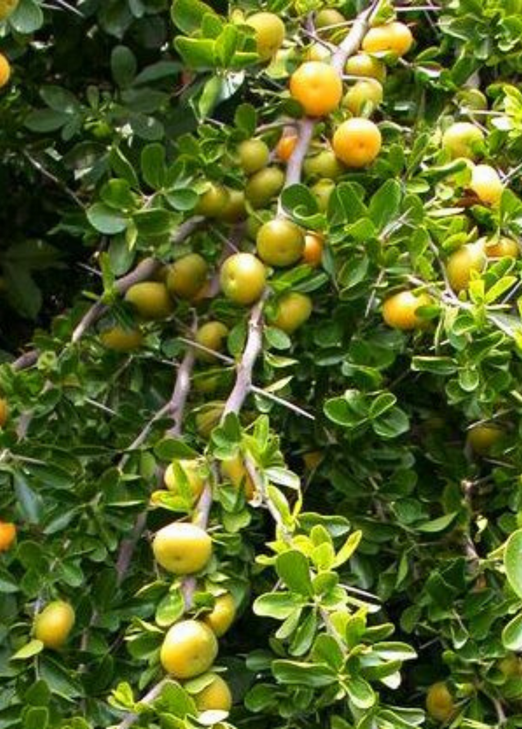 Kei Apple — Thorny Fruiting Shrub