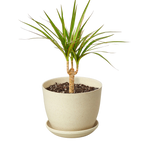 Dragon Tree — Dracaena Marginata Cane live plant