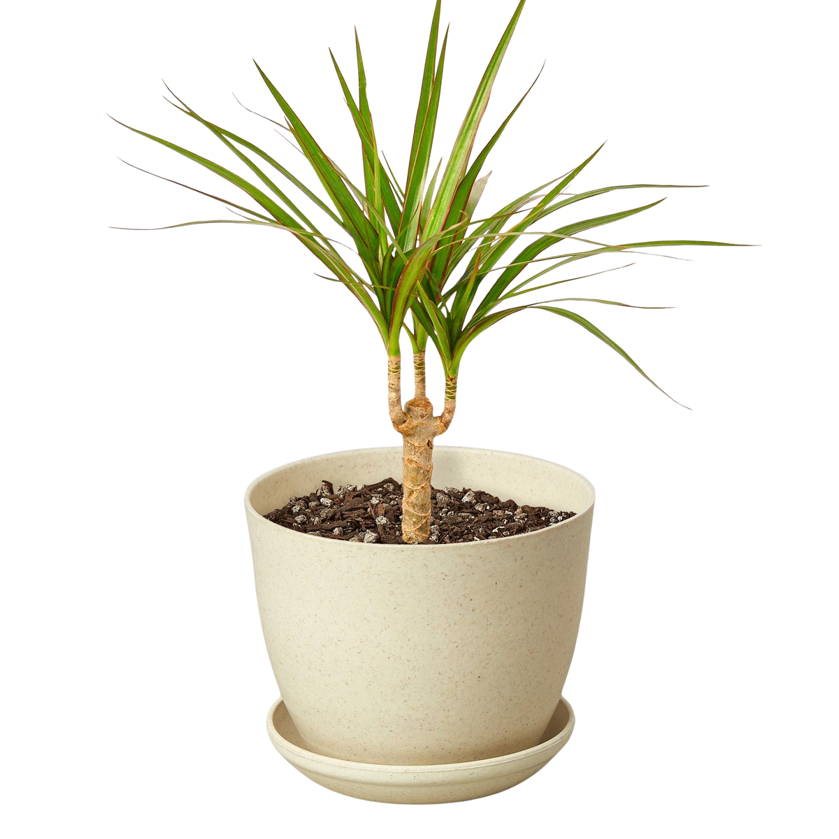 Dragon Tree — Dracaena Marginata Cane live plant