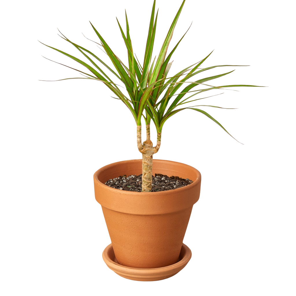 Dragon Tree — Dracaena Marginata Cane live plant