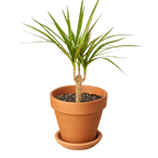Dragon Tree — Dracaena Marginata Cane live plant