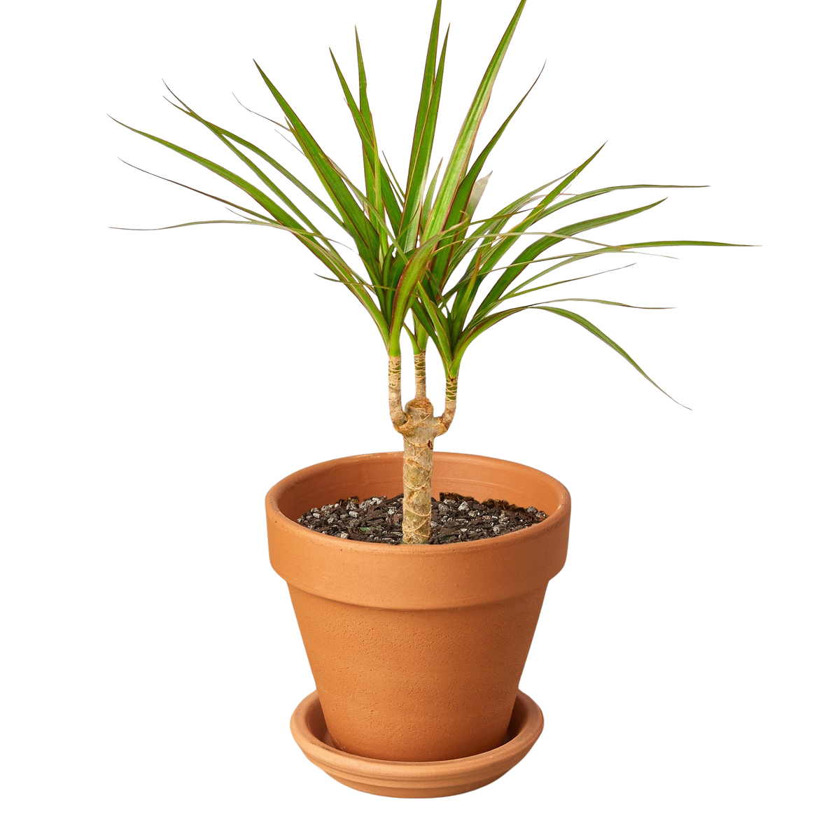 Dragon Tree — Dracaena Marginata Cane live plant