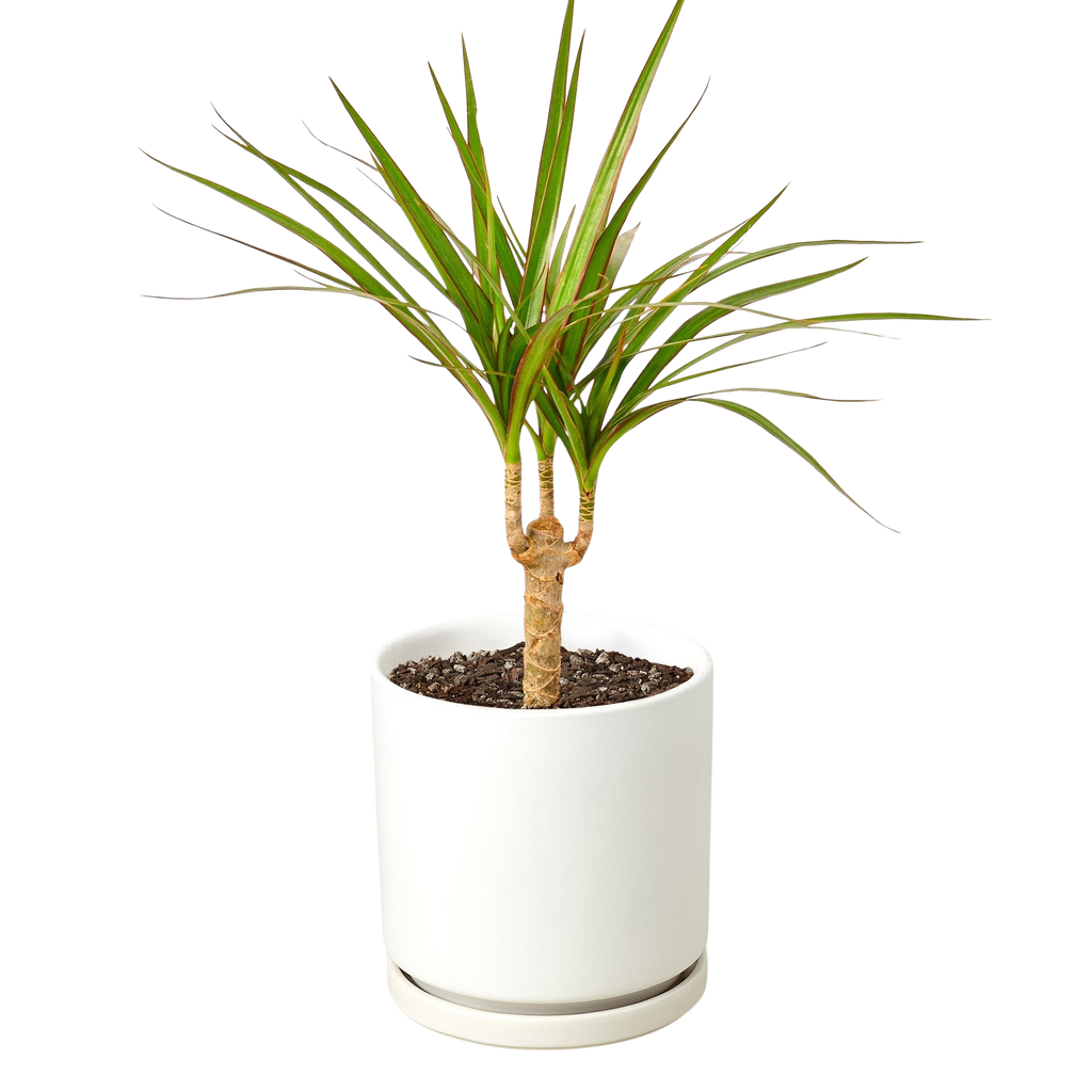 Dragon Tree — Dracaena Marginata Cane live plant
