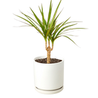 Dragon Tree — Dracaena Marginata Cane live plant