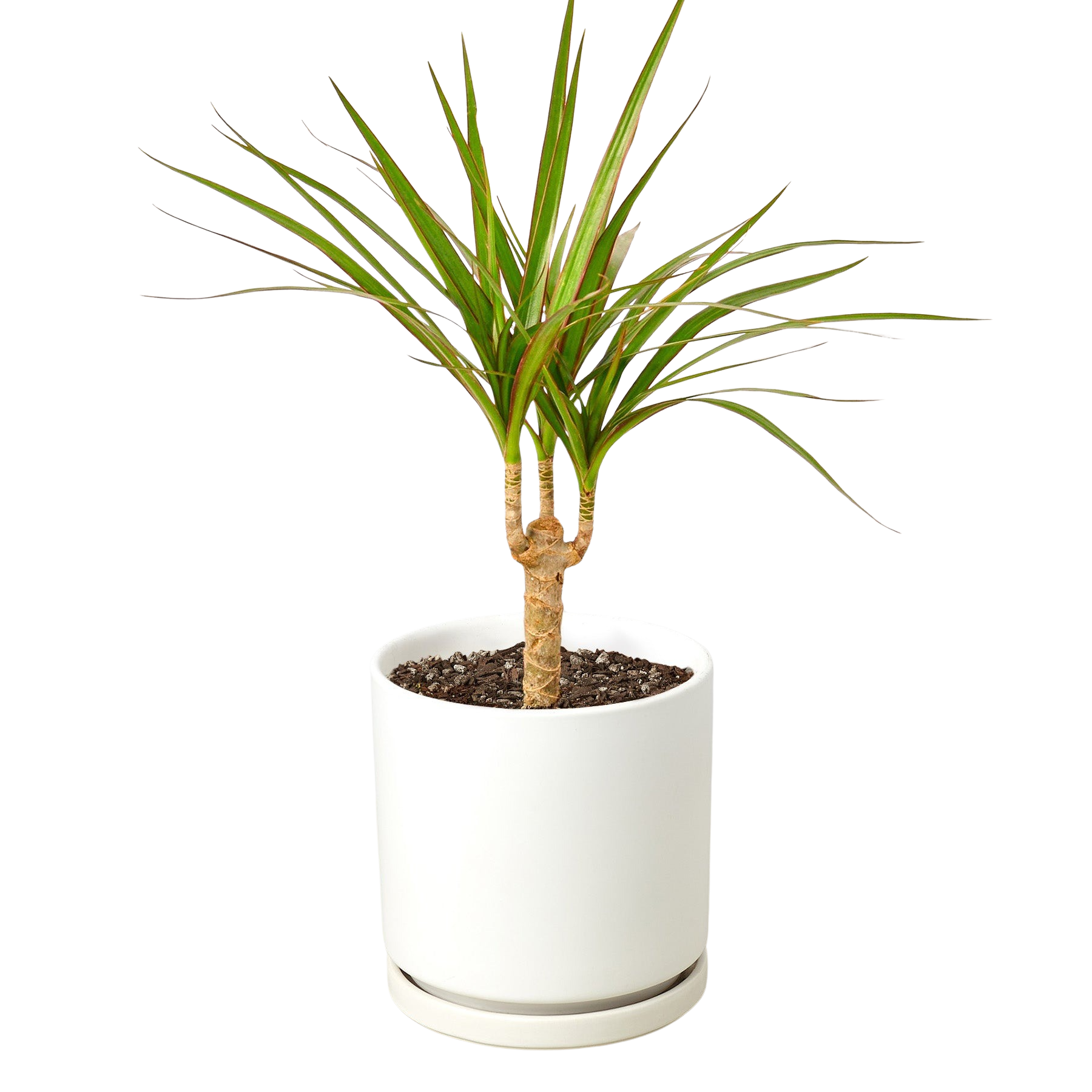 Dragon Tree — Dracaena Marginata Cane live plant