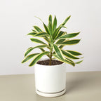 Dracaena Song of India