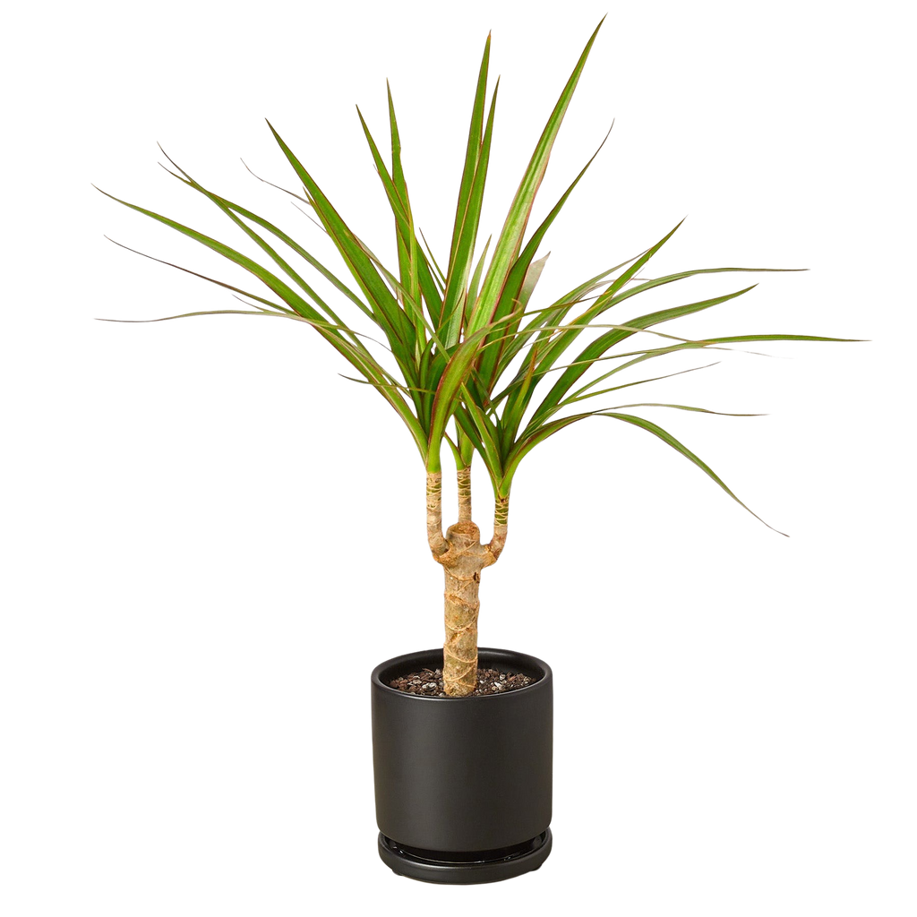 Dragon Tree — Dracaena Marginata Cane live plant