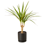 Dragon Tree — Dracaena Marginata Cane live plant