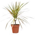 Dracaena 'Red Margined' — 4-Inch Pot