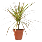 Dracaena 'Red Margined' - 4" Pot