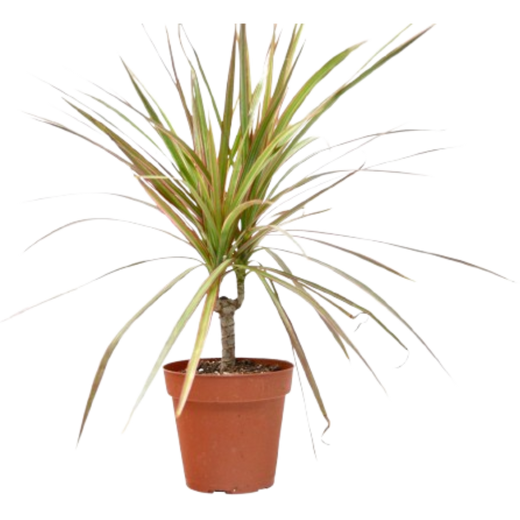 Dracaena 'Red Margined' — 4-Inch Pot
