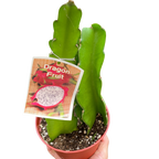 Dragon Fruit