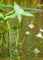 Duck Potato — Broadleaf Arrowhead (Sagittaria latifolia)