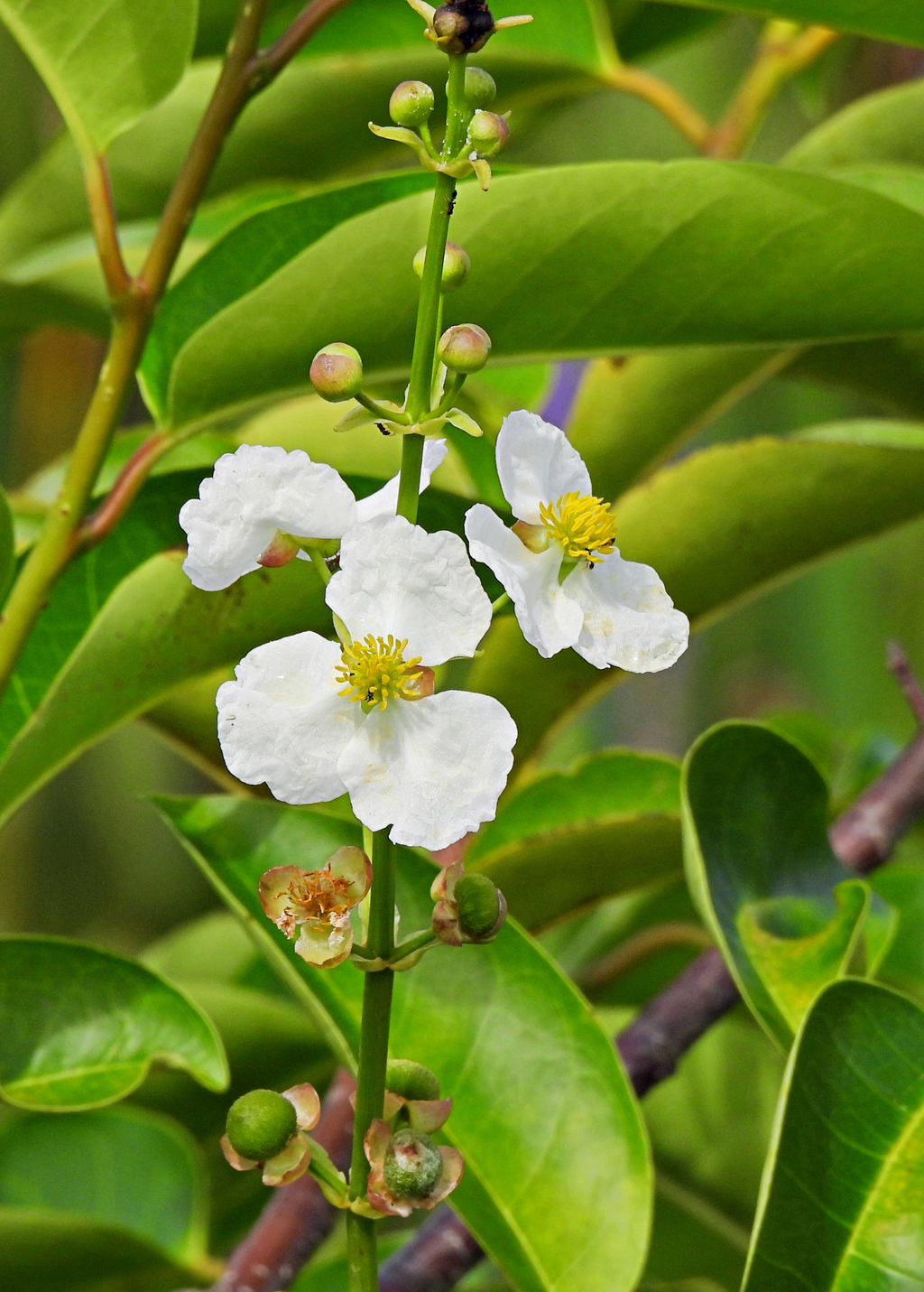 Duck Potato — Broadleaf Arrowhead (Sagittaria latifolia)