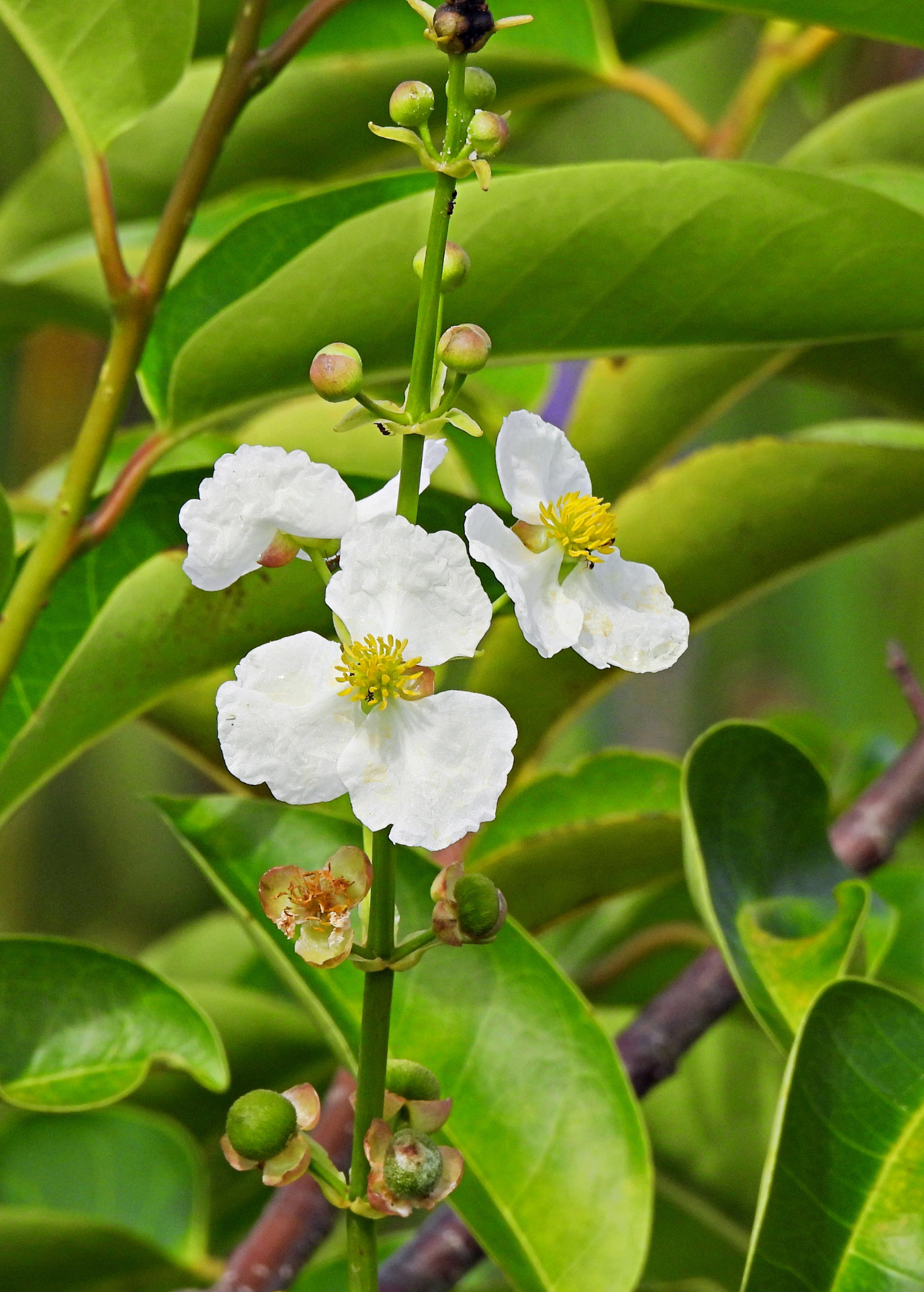 Duck Potato — Broadleaf Arrowhead (Sagittaria latifolia)