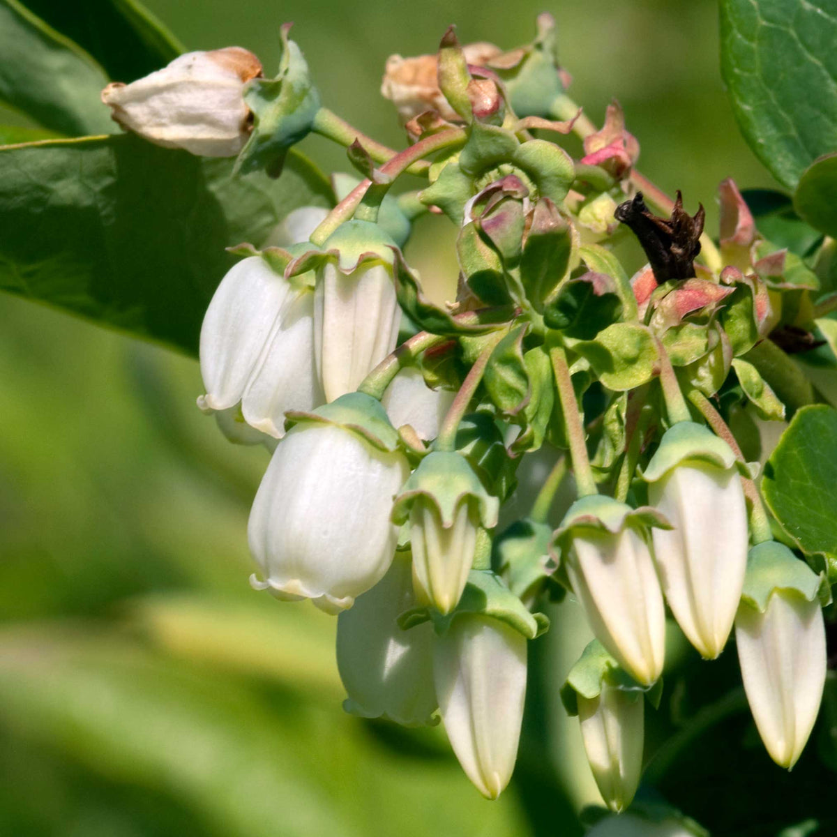 Duke Blueberry live fruit plant